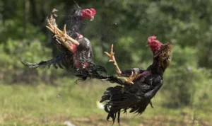 Đá Gà Sabong K9Win