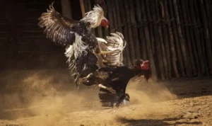 Đá Gà GA28 K9Win