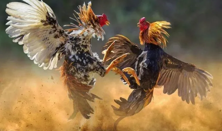 Sảnh đá gà K9WIN quy tụ nhiều chiến kê dũng mãnh